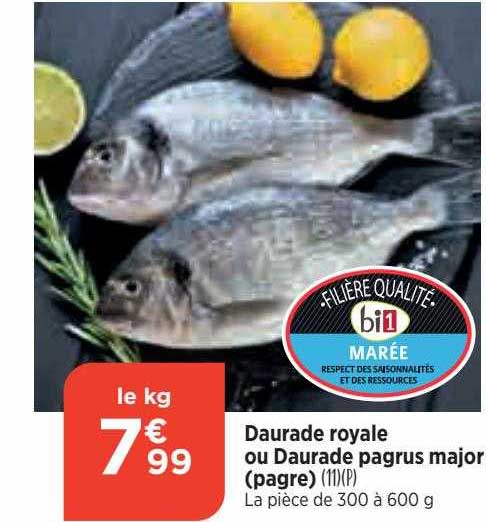 daurade royale ou daurade pagrus major (pagre)