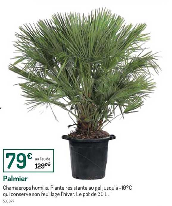 Palmier