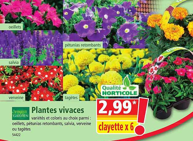 Plantes Vivaces Finest Garden