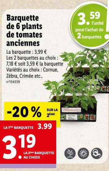 barquette de 6 plants de tomates anciennes