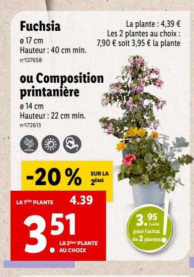 fuschia ou composition printanière