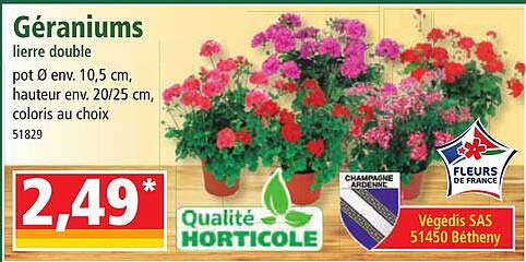 géraniums lierre double