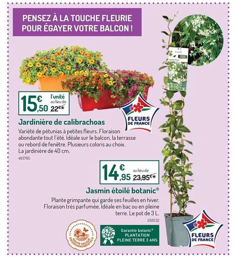 Jardinière De Calibrachoas, Jasmin étoilé Botanic