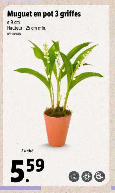 muguet en pot 3 griffes