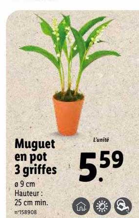 muguet en pot 3 griffes