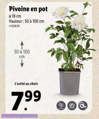 Pivoine En Pot