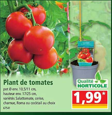 plant de tomates