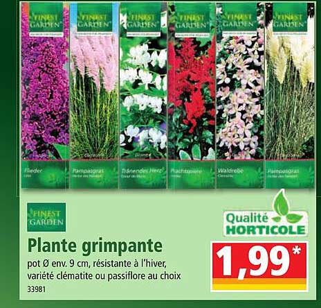 plante grimpante finest garden
