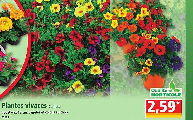 plantes vivaces confetti