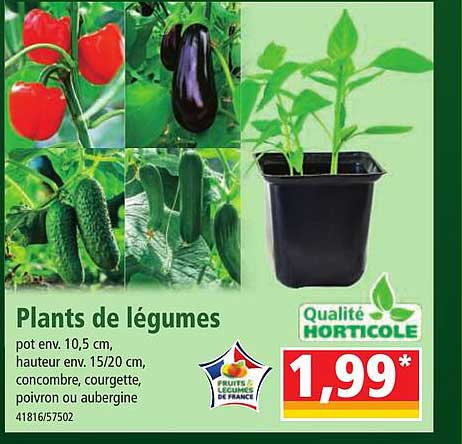 plants de légumes