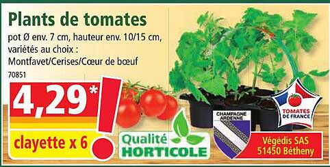 plants de tomates