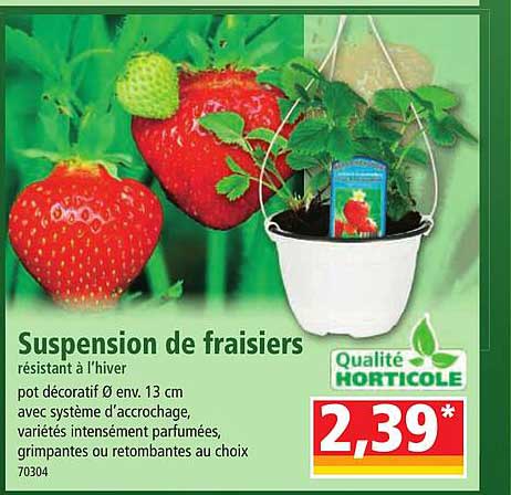 suspension de fraisiers résistant à l'hiver