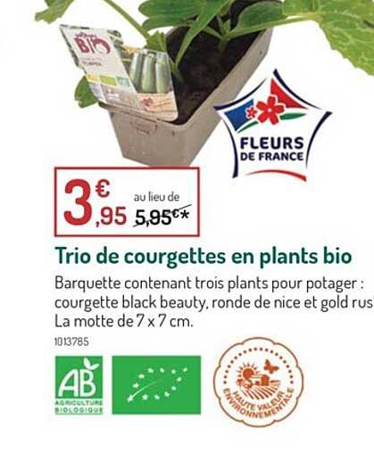 trio de courgettes en plants bio