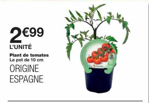 plant de tomates