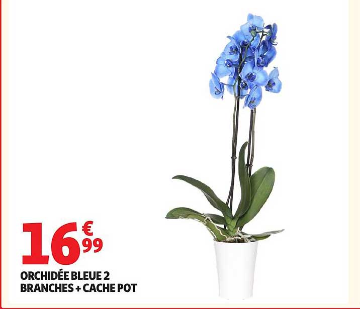 ORCHIDÉE BLEUE 2 BRANCHES + CACHE POT