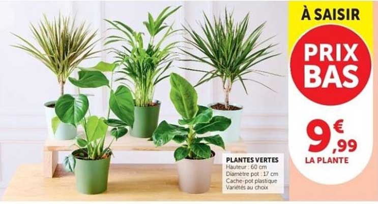 PLANTES VERTES
