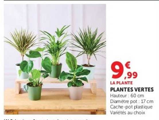 PLANTES VERTES