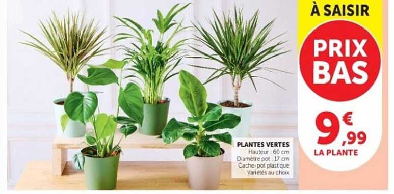 PLANTES VERTES