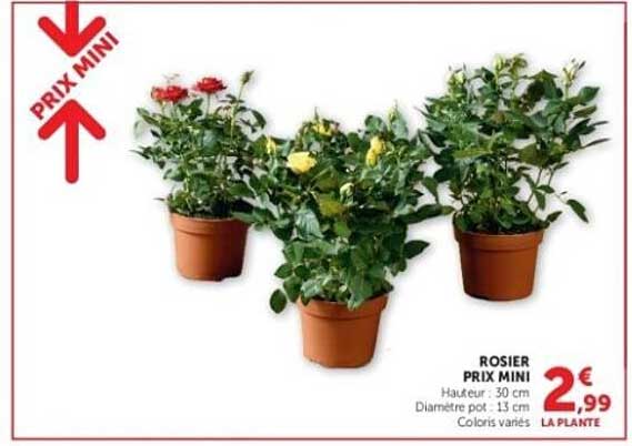 ROSIER PRIX MINI