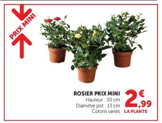 ROSIER PRIX MINI