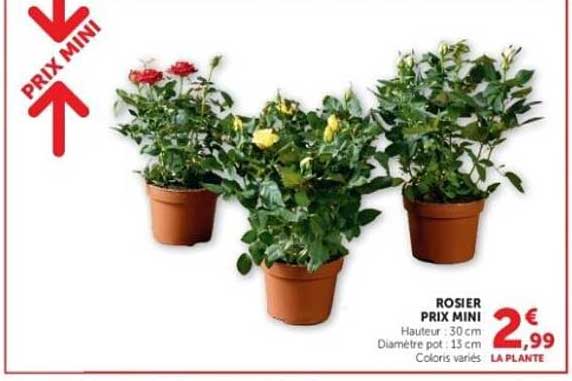 ROSIER PRIX MINI