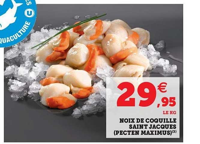 noix de coquille saint jacques (pecten maximus)