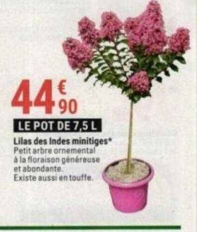 lilas des indes minitiges