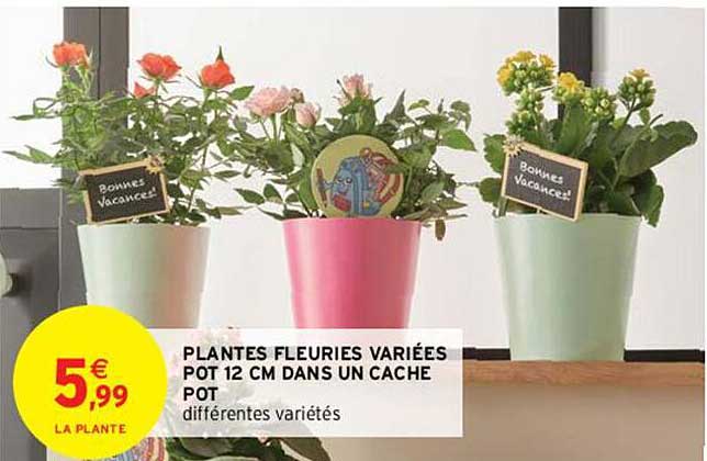 plantes fleuries variées pot de 12 cm dans un cache pot