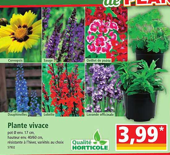 plante vivace
