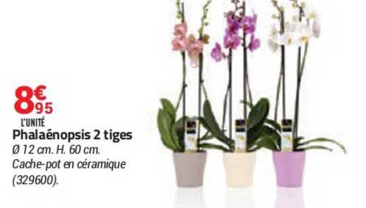 Phalaénopsis 2 Tiges