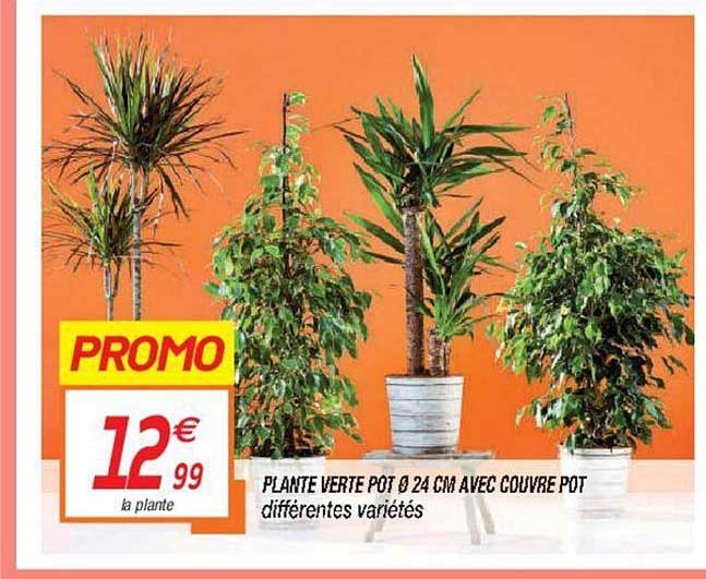 plante verte pot 24 cm avec couvre pot