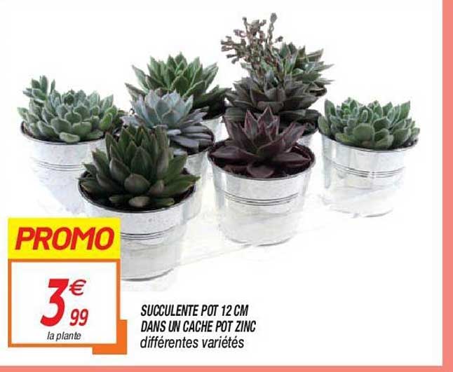 succulente pot 12 cm dans un cache pot zinc