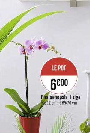phalaenopsis 1 tige