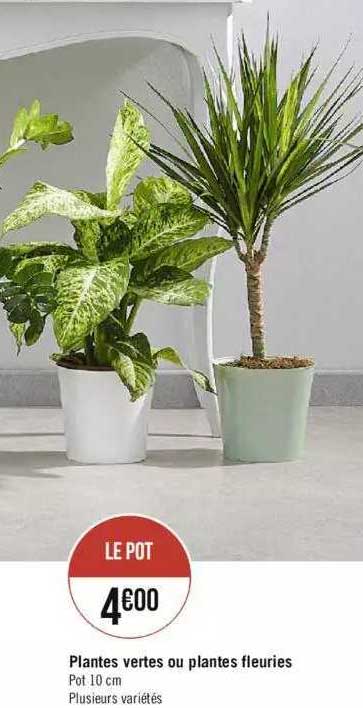 plantes vertes ou plantes fleuries