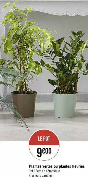 plantes vertes ou plantes fleuries