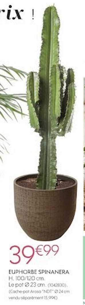 euphorbe spinanera