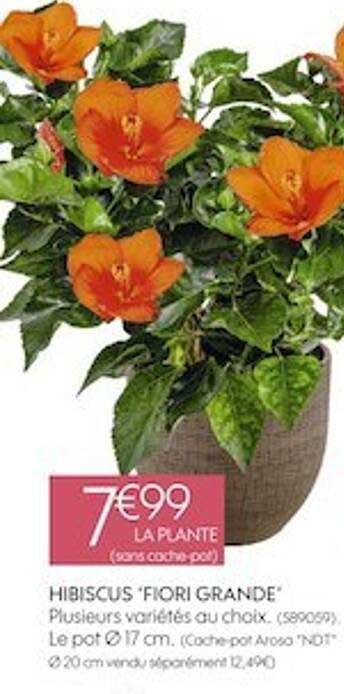 hibiscus "fiori grande"