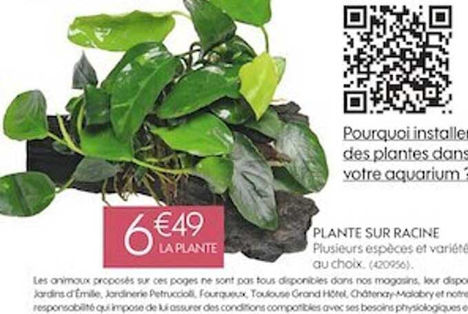 Plante Sur Racine