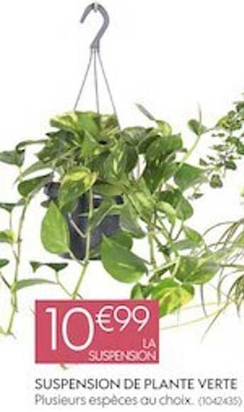 Suspension De Plante Verte