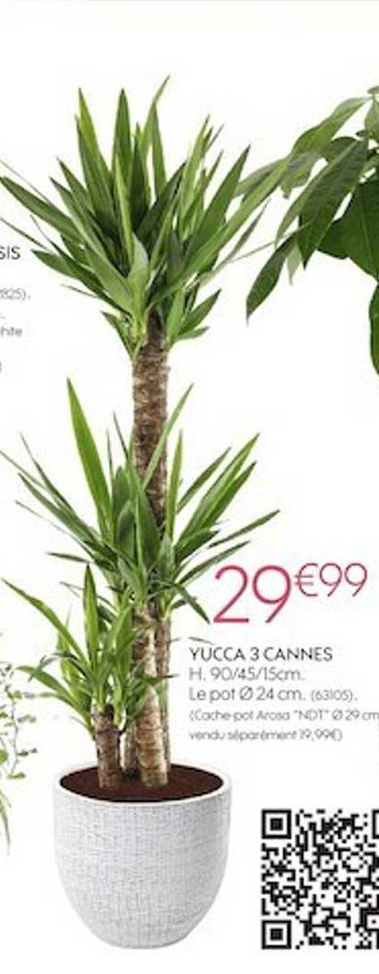 yucca 3 cannes