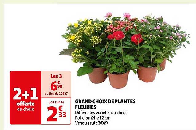 grand choix de plantes fleuries