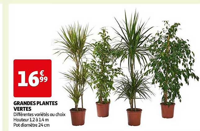 grandes plantes vertes