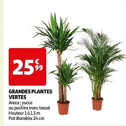 grandes plantes vertes