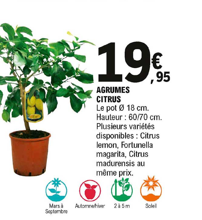 agrumes citrus
