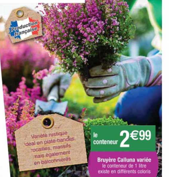 bruyère calluna variée