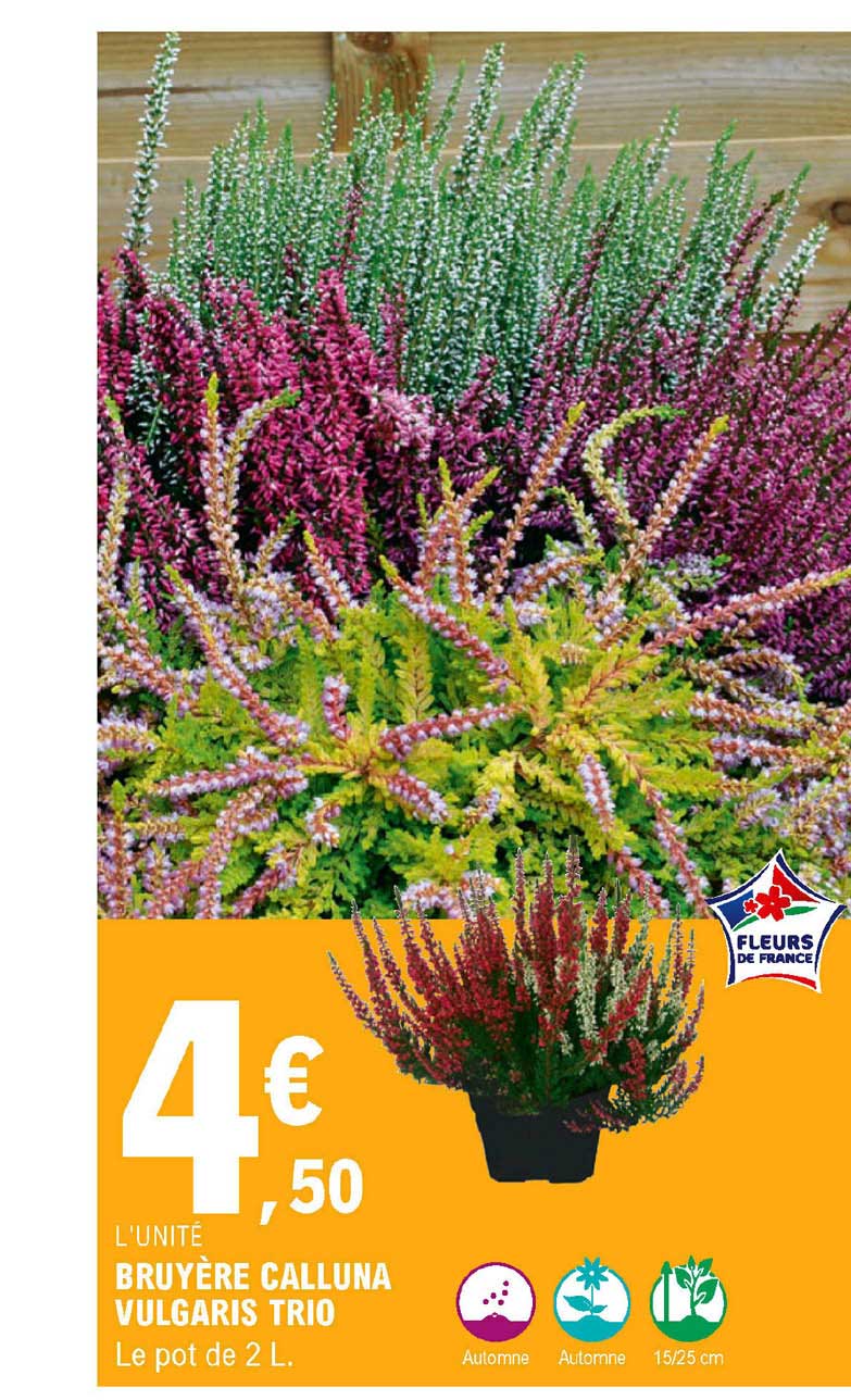 Bruyère Calluna Vulgaris Trio