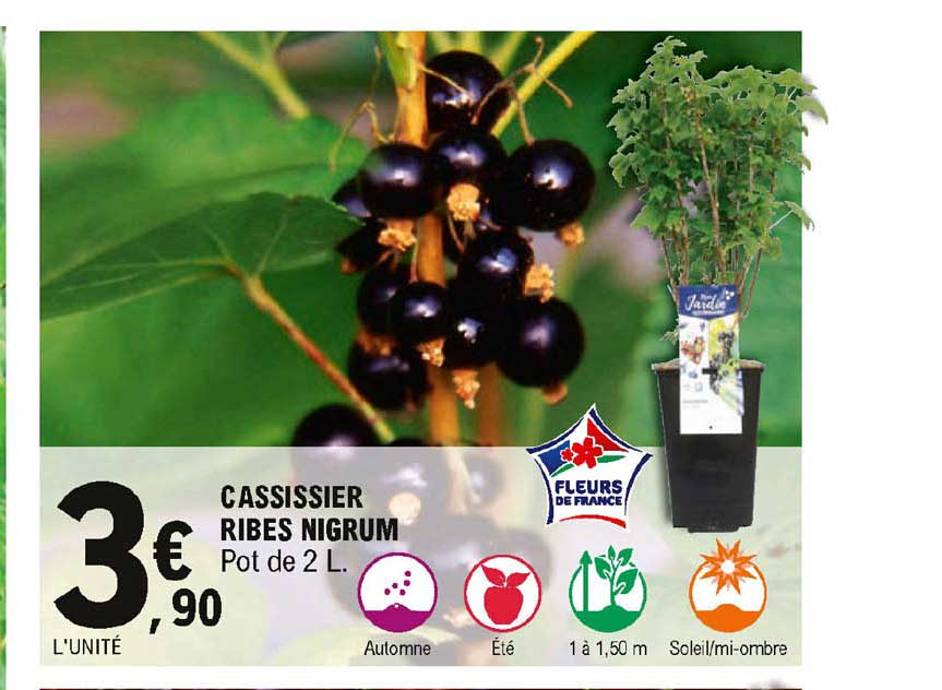 Cassissier Ribes Nigrum