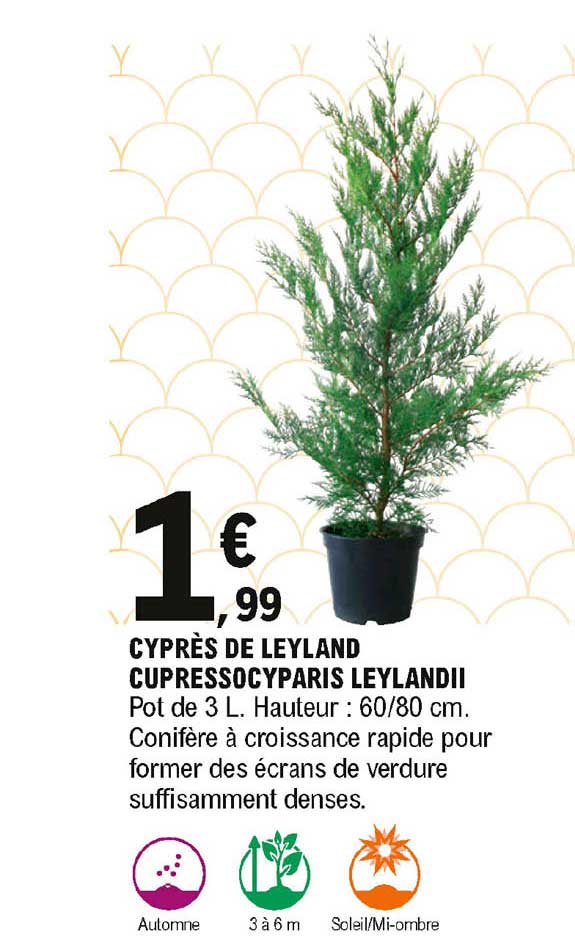 cyprès de leyland