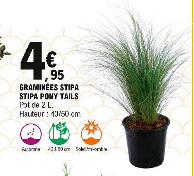 graminées stipa