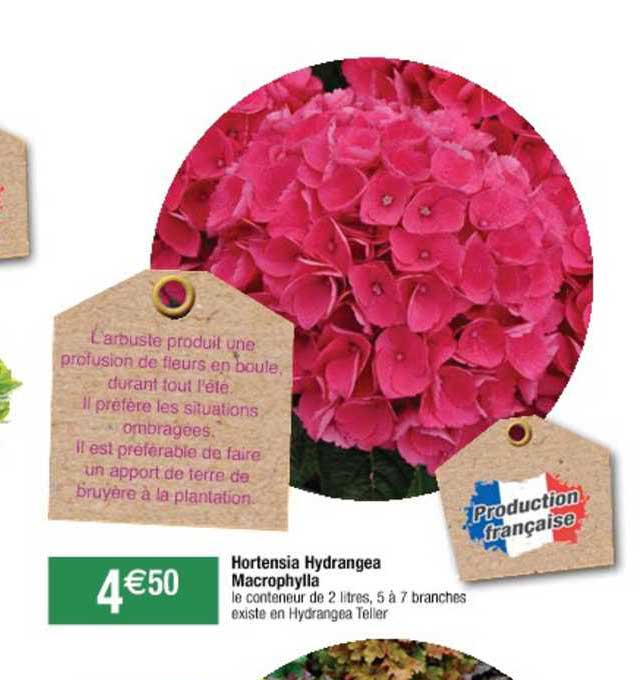 Hortensia Hydrangea Macrophylla